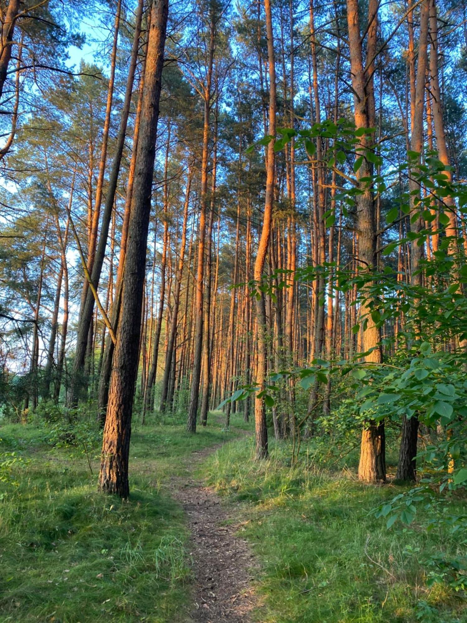 Przytulny Domek W Lesie Blisko Rzeki Ryczywol  Dış mekan fotoğraf